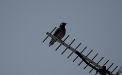 Spodiopsar cineraceus