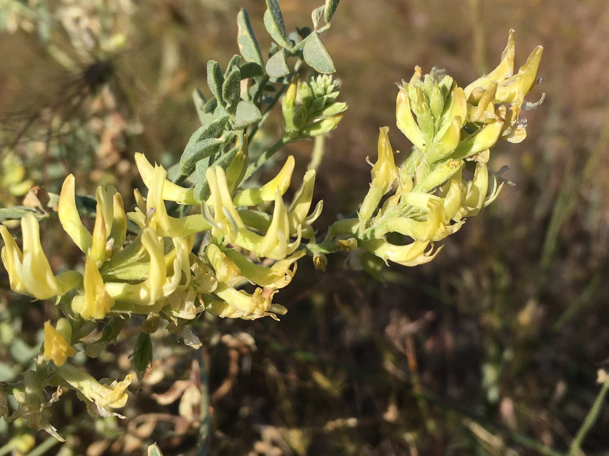 Astragalus lentiginosus var. floribundus