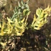 Astragalus lentiginosus floribundus - Photo (c) Corey Lange, osa oikeuksista pidätetään (CC BY-NC), uploaded by Corey Lange