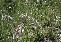 Penstemon hirsutus