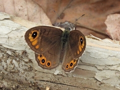 Lasiommata petropolitana