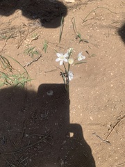 Ornithogalum oligophyllum