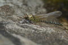 Burmagomphus vermicularis