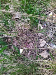 Arabidopsis suecica