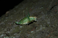 Metaplastes pulchripennis