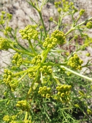 Cachrys libanotis