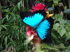 Papilio ulysses