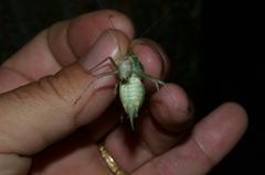 Metaplastes pulchripennis