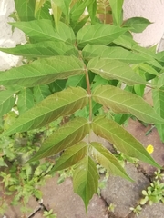 Ailanthus altissima