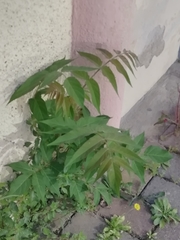 Ailanthus altissima