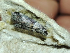 Acrobasis sodalella