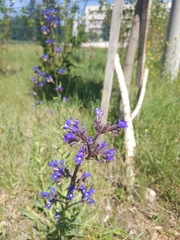 Anchusa leptophylla