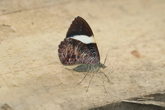 Hagnagora anicata