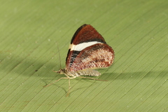 Hagnagora anicata