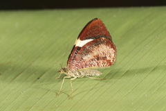 Hagnagora anicata