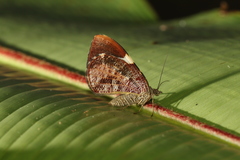 Hagnagora anicata