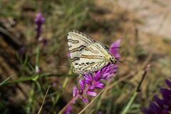 Cigaritis natalensis