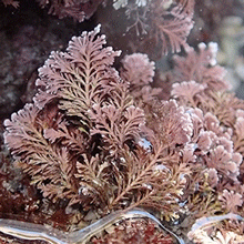 Ellisolandia elongata