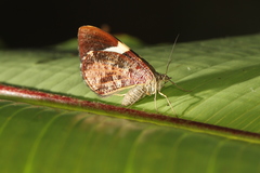 Hagnagora anicata