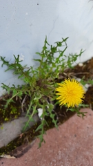 Taraxacum