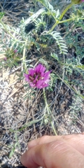 Astragalus lycius