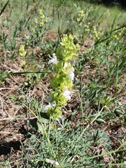Salvia absconditiflora