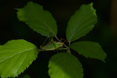 Metaplastes pulchripennis