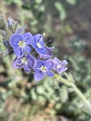 Veronica pectinata