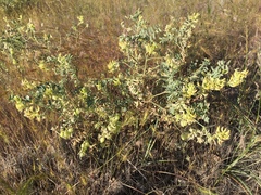 Astragalus lentiginosus floribundus