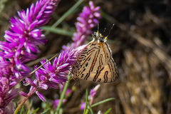 Cigaritis natalensis