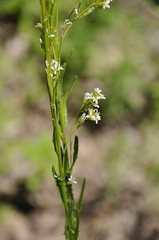 Arabis sagittata