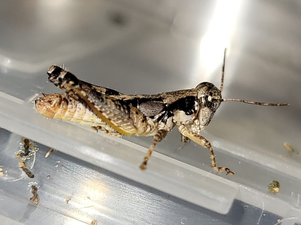 Least Short-winged Locust