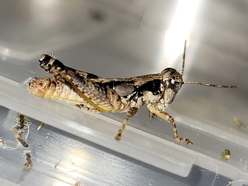 Least Short-winged Locust