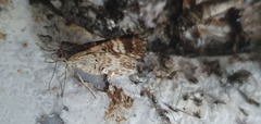 Xanthorhoe spadicearia