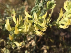 Astragalus lentiginosus floribundus