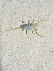 Paruroctonus utahensis