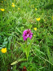 Dactylorhiza purpurella