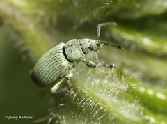 Phyllobius roboretanus