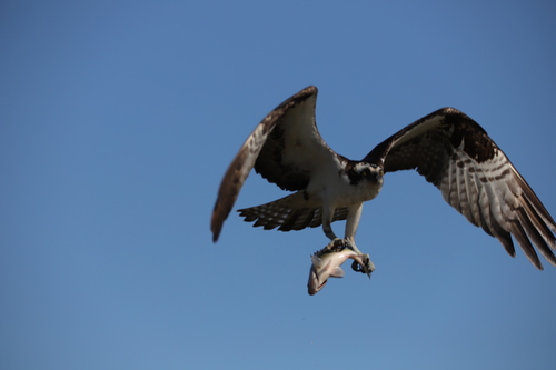 White Perch, Flushing Meadows Corona Park, Queens, NY, USA, photo 10 of 10