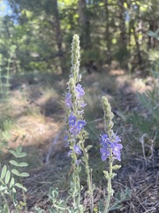Veronica pectinata