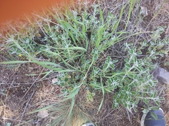 Marrubium rotundifolium