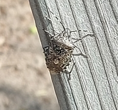 Rhaphigaster nebulosa