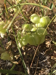 Astragalus lentiginosus floribundus