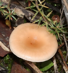 Singerocybe
