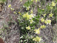 Salvia absconditiflora