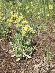 Salvia absconditiflora