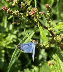 Celastrina argiolus