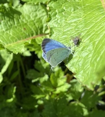 Celastrina argiolus