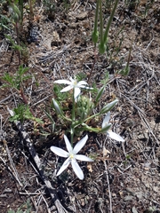 Ornithogalum oligophyllum