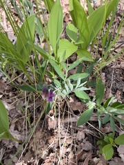 Lathyrus linifolius